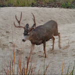 Big Deer 2014 Color